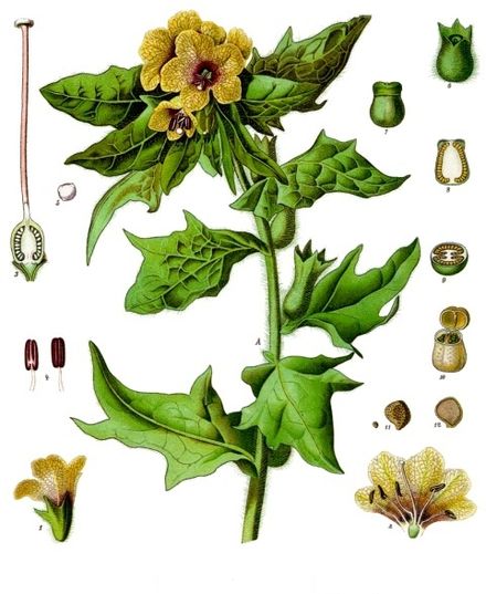 Hyoscyamus_niger_-_Köhler–s_Medizinal-Pflanzen-073