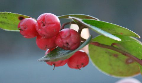 wintergreen-afbeelding-wikimedia