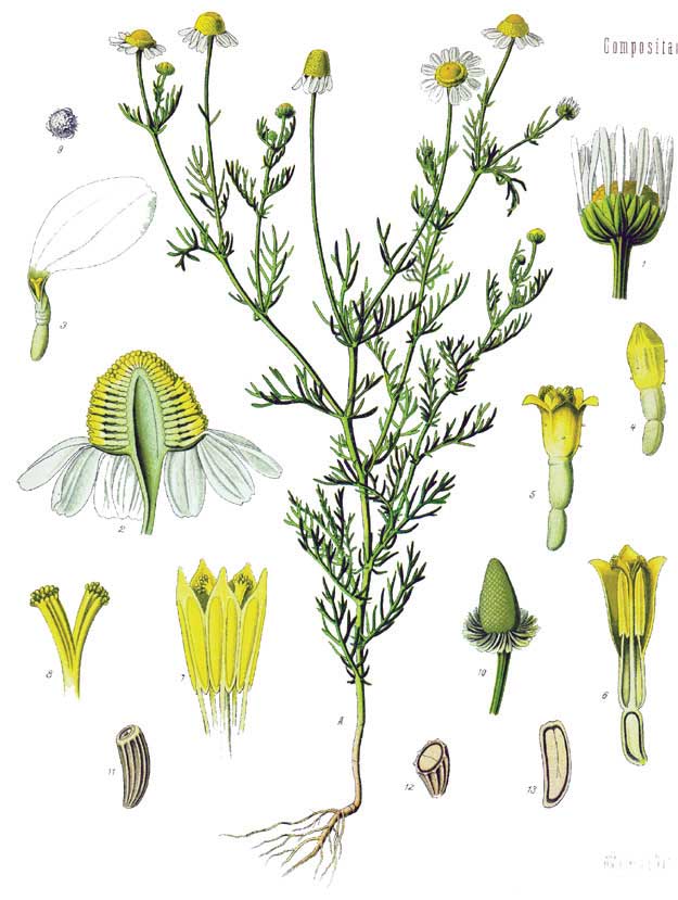 Matricaria chamolilla | Köhlers Medizinalpflanzen 1897