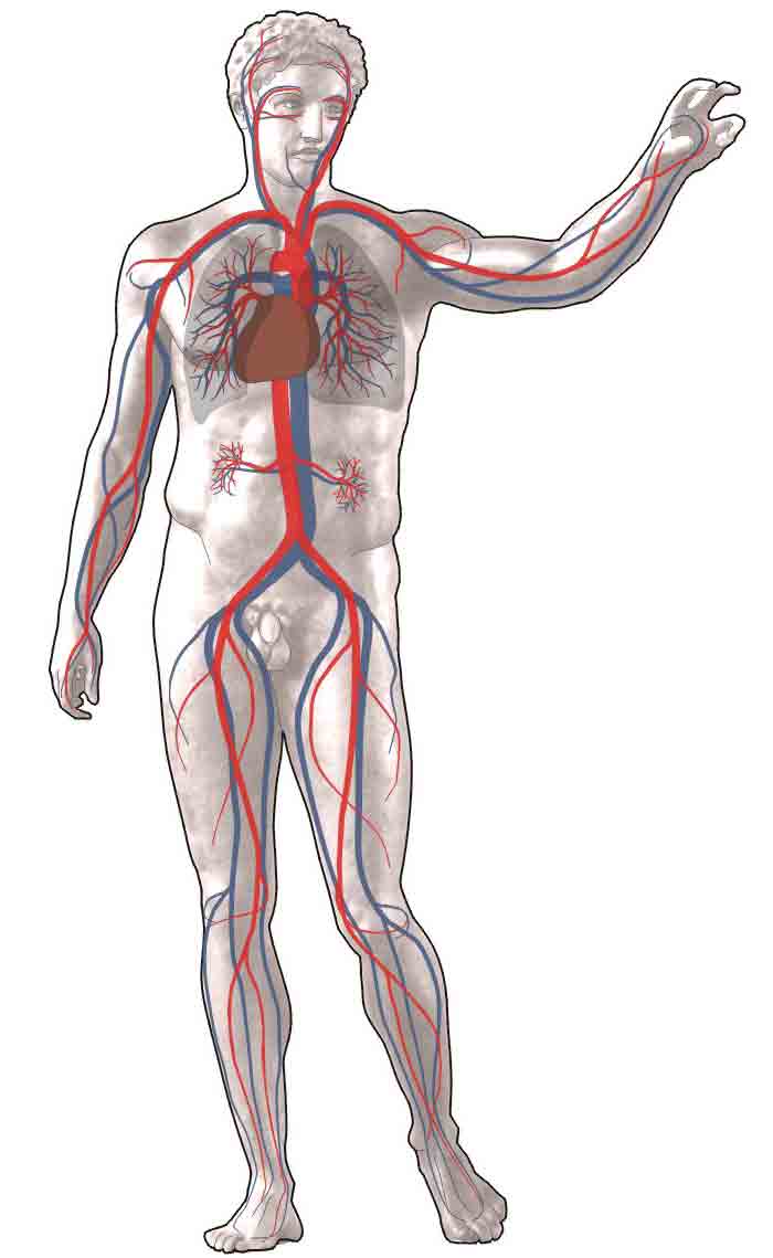 Bloedsomloop : rood: bloedvaten met zuurstofrijk bloed, blauw: bloedvaten met zuurstofarm bloed. Wikimedia licensed under the Creative Commons