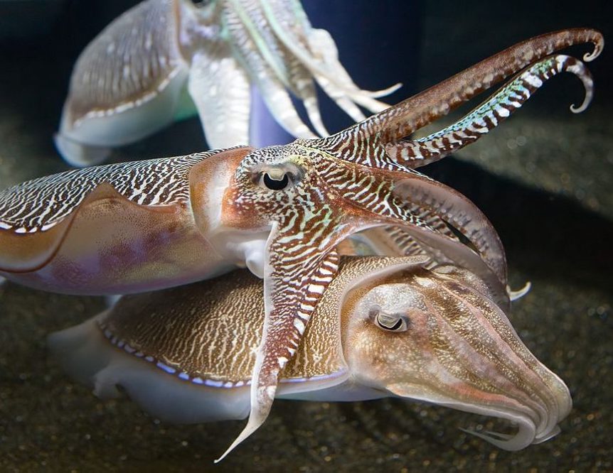 Georgia_Aquarium_-_Sepia_Cuttlefish_Jan_2006-1020x667