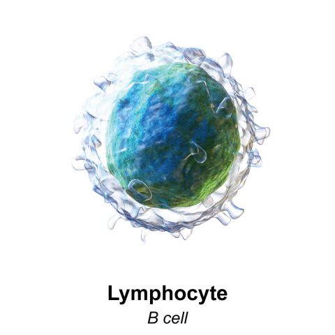 Lymphocyte B cell Bruce Blausen - Creative commons licese