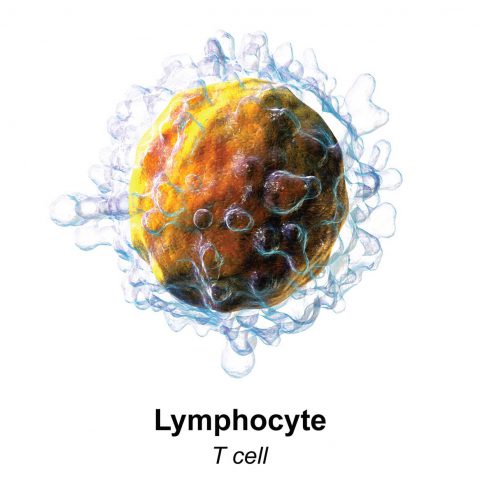 Lymphocyte T cell Bruce Blausen - Creative commons licese