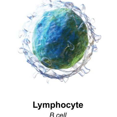 Lymphocyte B cell Bruce Blausen - Creative commons license