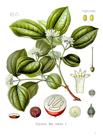 Homeopathische Remedies Nux Vomica Braaknoot