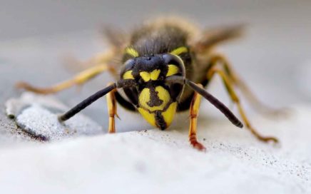 © Svetozar Cenisev | Wespen-, bijen-, en muggensteken