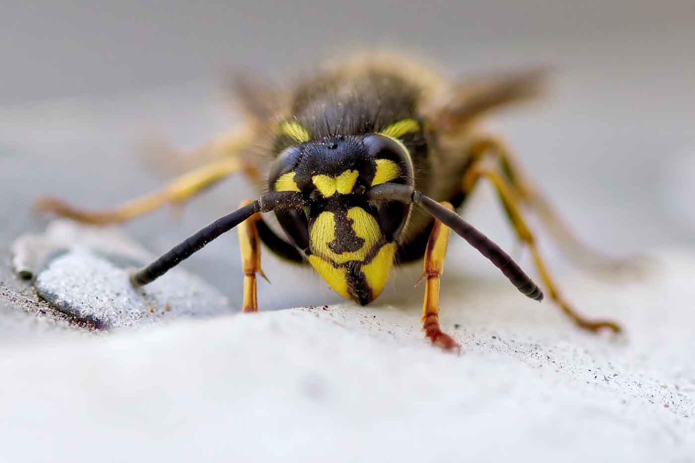 © Svetozar Cenisev | Wespen-, bijen-, en muggensteken
