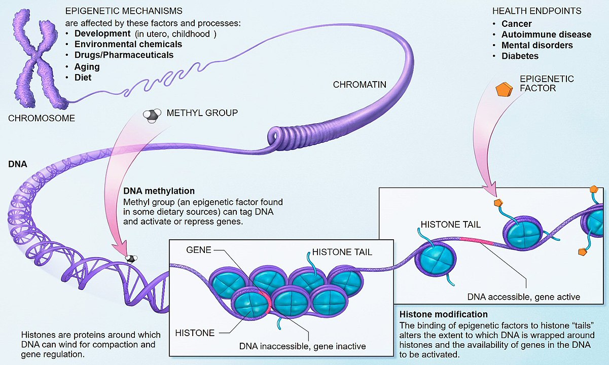 1201px-Epigenetic_mechanisms